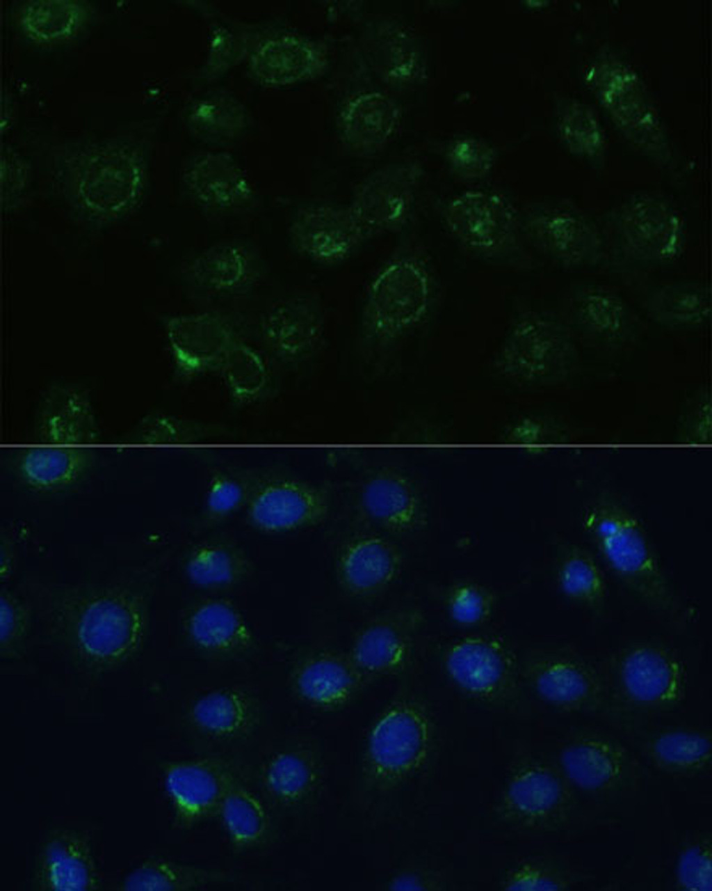Immunofluorescence analysis of C6 cells using COPG2 Polyclonal Antibody at dilution of  1:100 (40x lens). Blue: DAPI for nuclear staining.