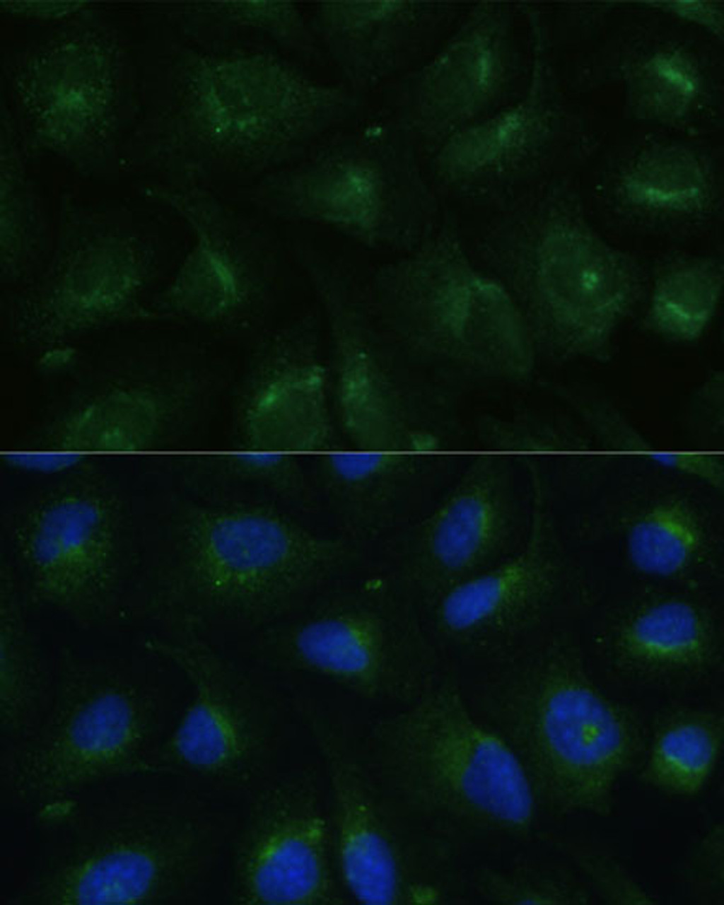 Immunofluorescence analysis of U-2 OS cells using COPG2 Polyclonal Antibody at dilution of  1:100 (40x lens). Blue: DAPI for nuclear staining.