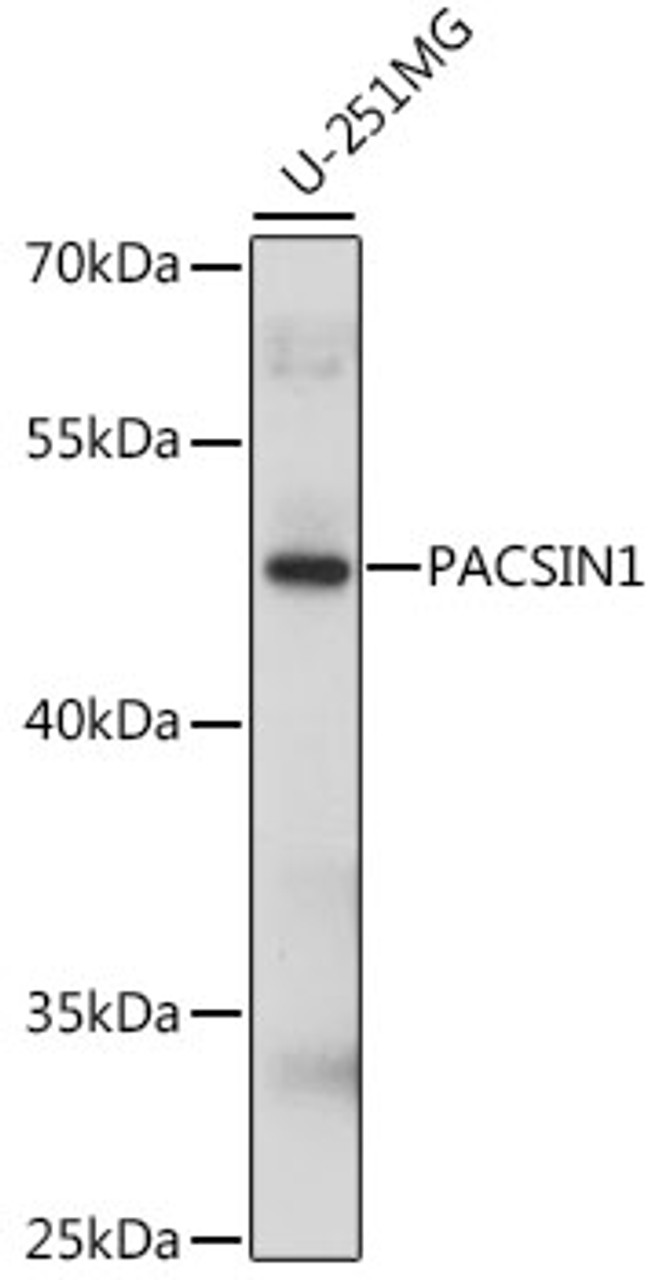 Western blot analysis of extracts of U-251MG cells using PACSIN1 Polyclonal Antibody at dilution of 1:1000.