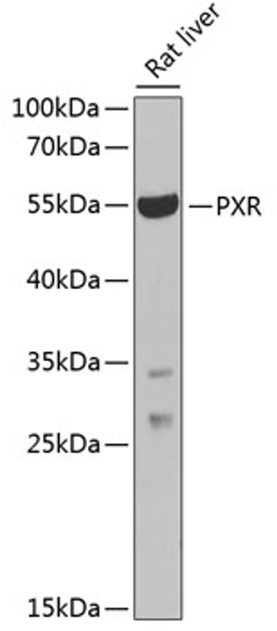 Western blot analysis of extracts of Rat liver using PXR Polyclonal Antibody at dilution of 1:1000.