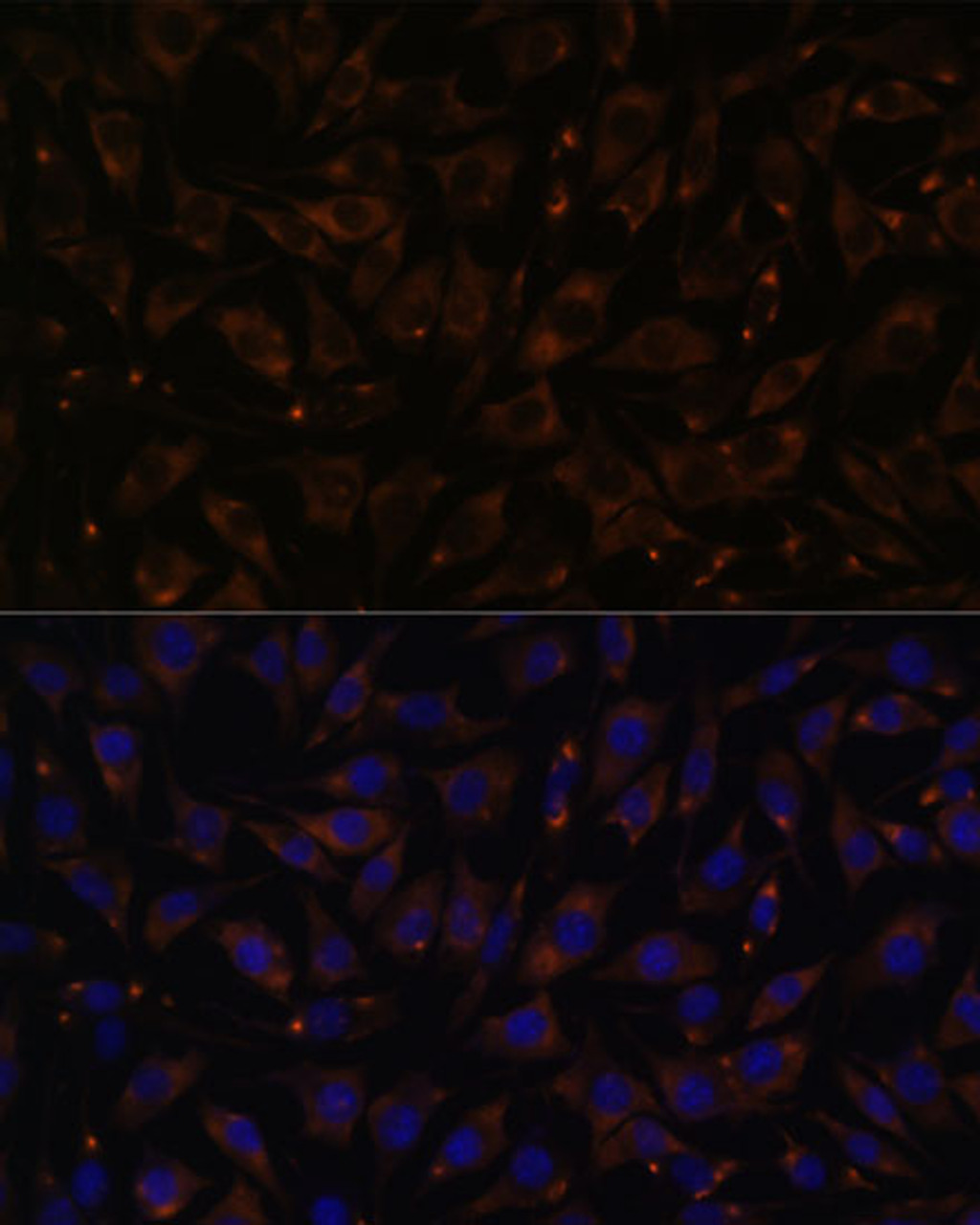 Immunofluorescence analysis of L929 cells using PLLP Polyclonal Antibody at dilution of  1:100. Blue: DAPI for nuclear staining.