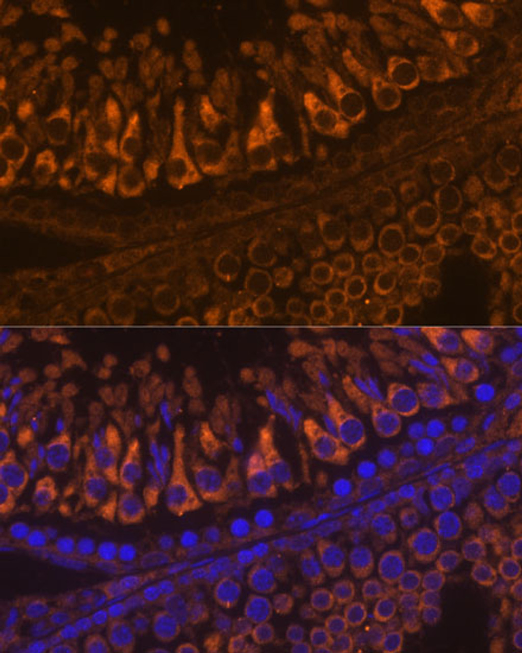 Immunofluorescence analysis of Rat testis using ELSPBP1 Polyclonal Antibody at dilution of  1:100. Blue: DAPI for nuclear staining.