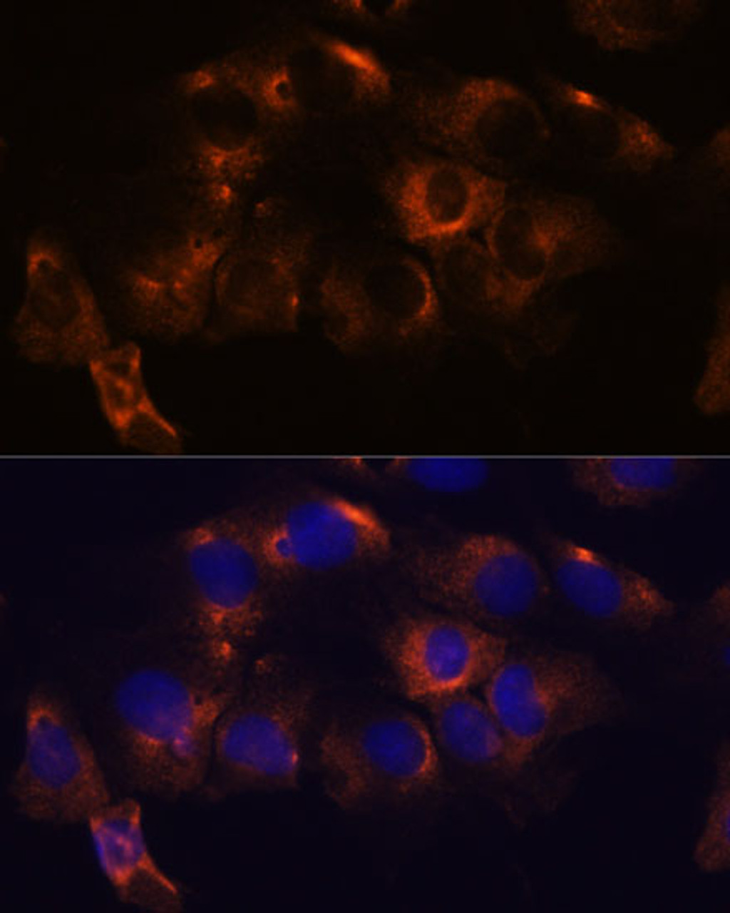 Immunofluorescence analysis of C6 cells using ATL2 Polyclonal Antibody at dilution of  1:100. Blue: DAPI for nuclear staining.