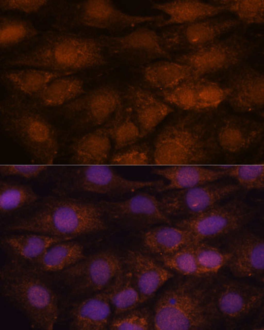 Immunofluorescence analysis of C6 cells using CEP85 Polyclonal Antibody at dilution of  1:100. Blue: DAPI for nuclear staining.