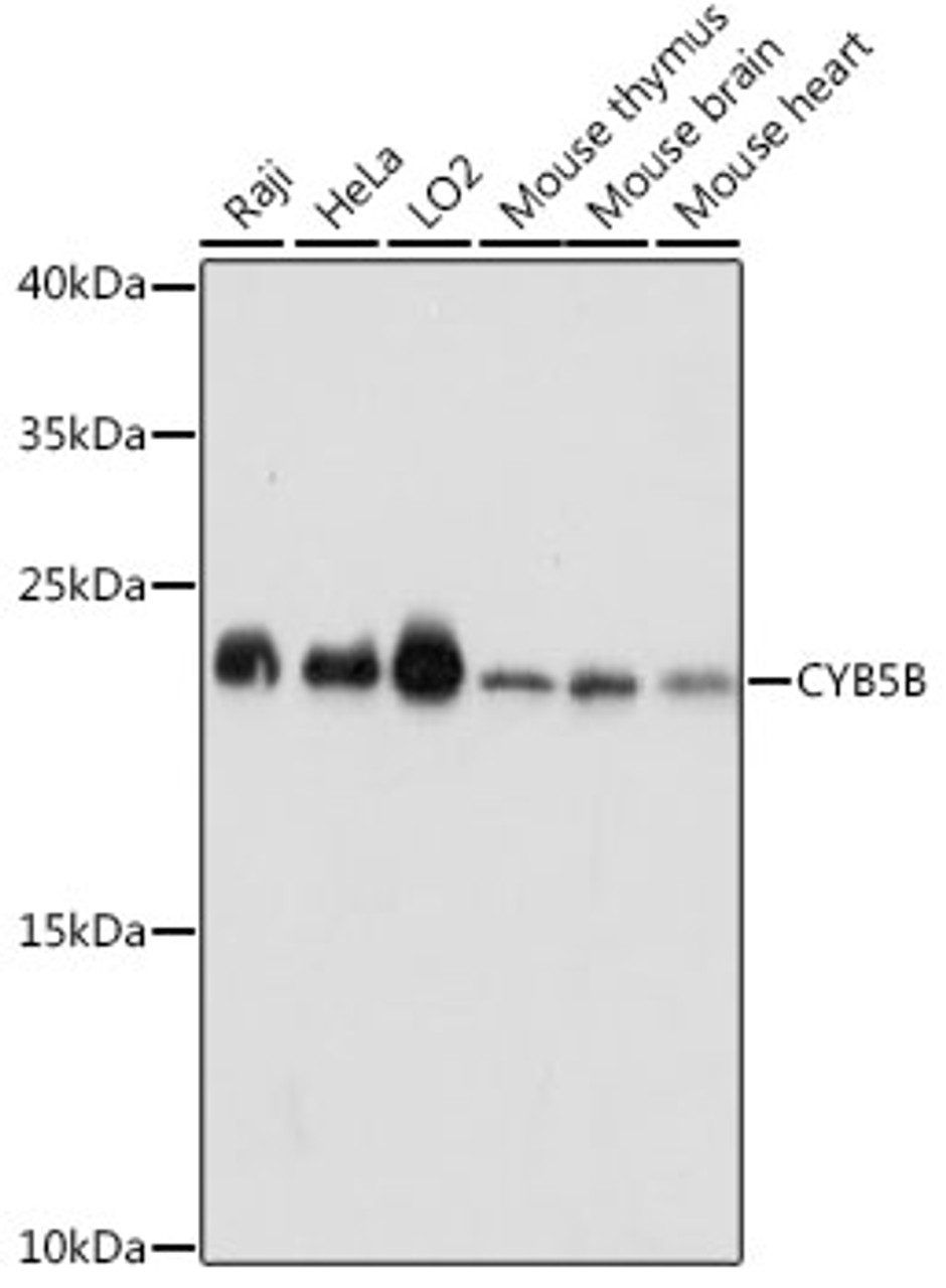 Western blot analysis of extracts of various cell lines using CYB5B Polyclonal Antibody at dilution of 1:1000.