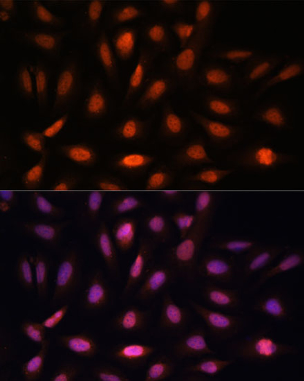 Immunofluorescence analysis of U-2 OS cells using PPIL4 Polyclonal Antibody at dilution of  1:100. Blue: DAPI for nuclear staining.