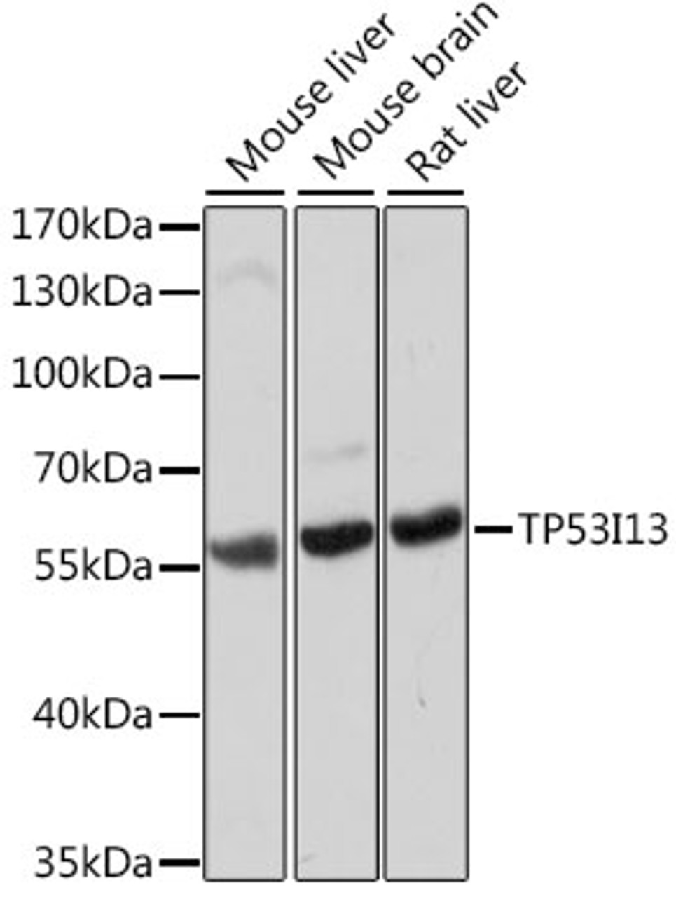 Western blot analysis of extracts of various cell lines using TP53I13 Polyclonal Antibody at dilution of 1:1000.