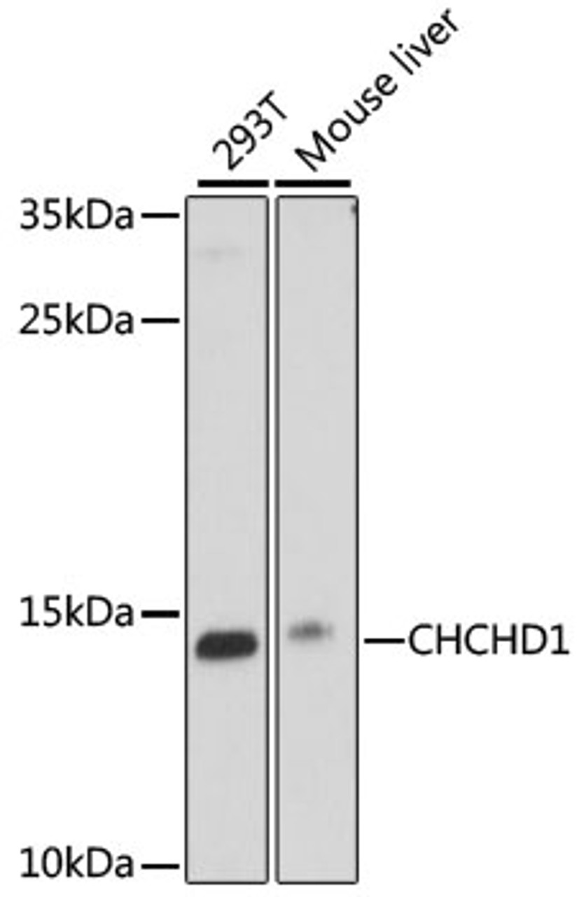 Western blot analysis of extracts of various cell lines using CHCHD1 Polyclonal Antibody at dilution of 1:1000.