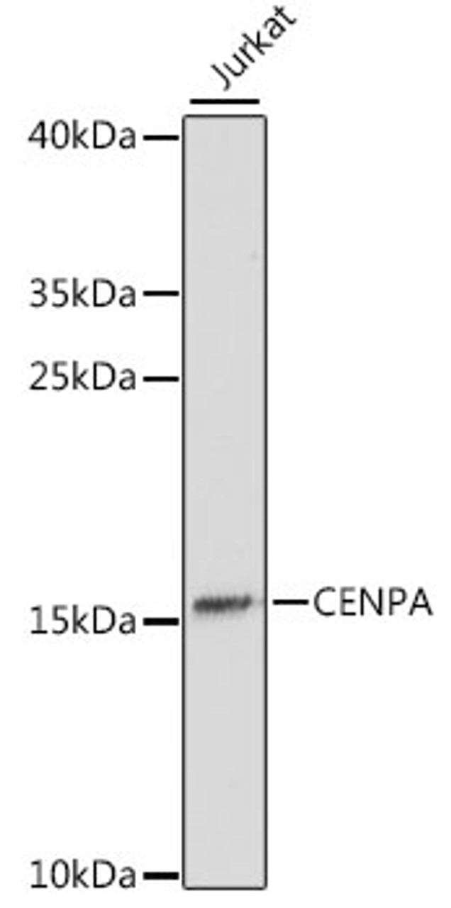 Western blot analysis of extracts of Jurkat cells using CENPA Polyclonal Antibody at dilution of 1:1000.