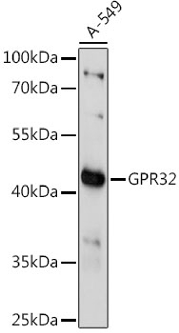 Western blot analysis of extracts of A-549 cells using GPR32 Polyclonal Antibody at dilution of 1:1000.