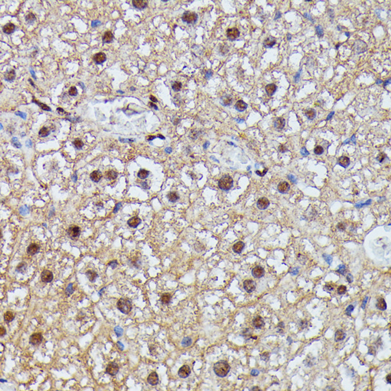Immunohistochemistry of paraffin-embedded Mouse liver using IGHMBP2 Polyclonal Antibody at dilution of  1:100 (40x lens).
