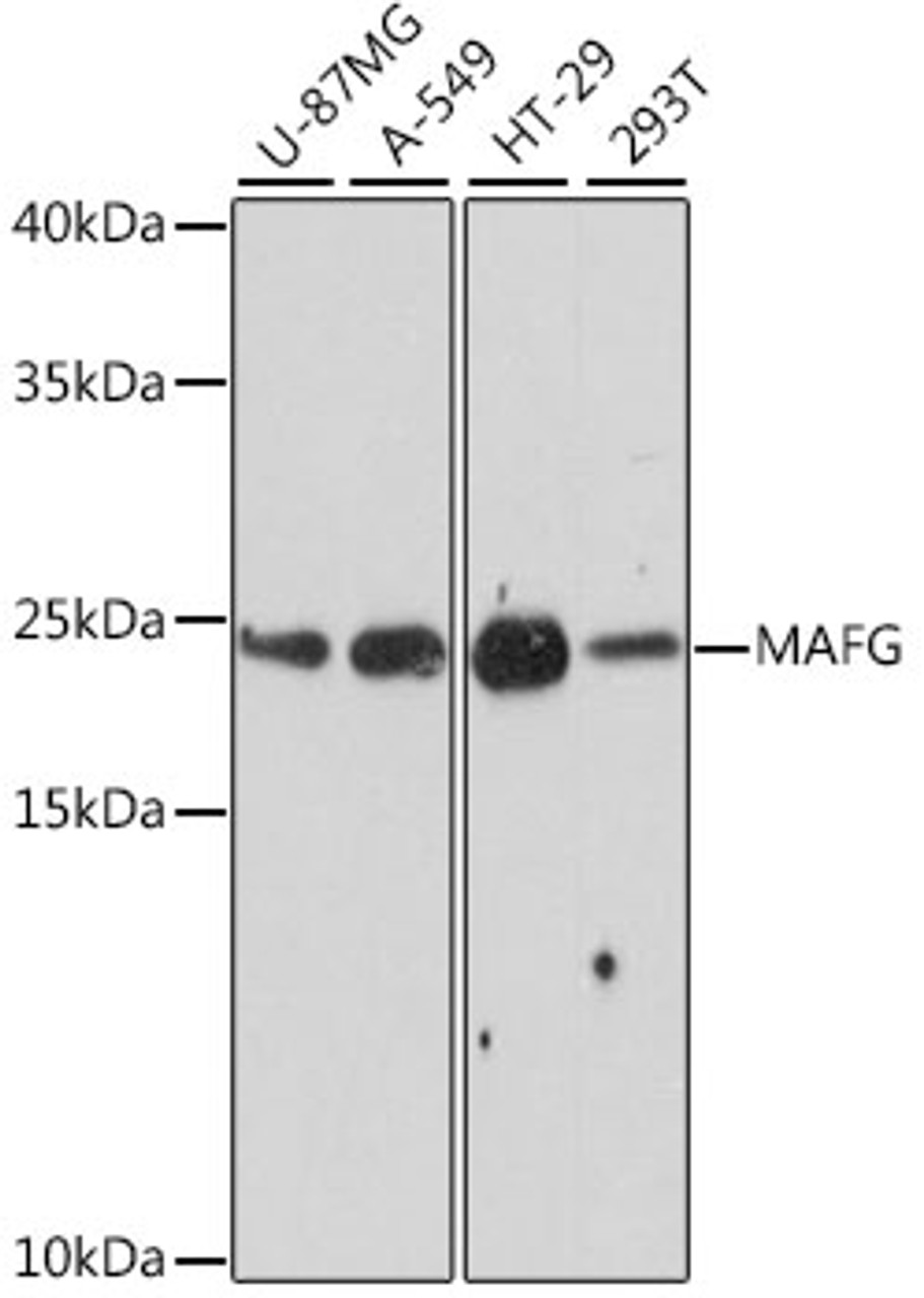 Western blot analysis of extracts of various cell lines using MAFG Polyclonal Antibody at dilution of 1:1000.