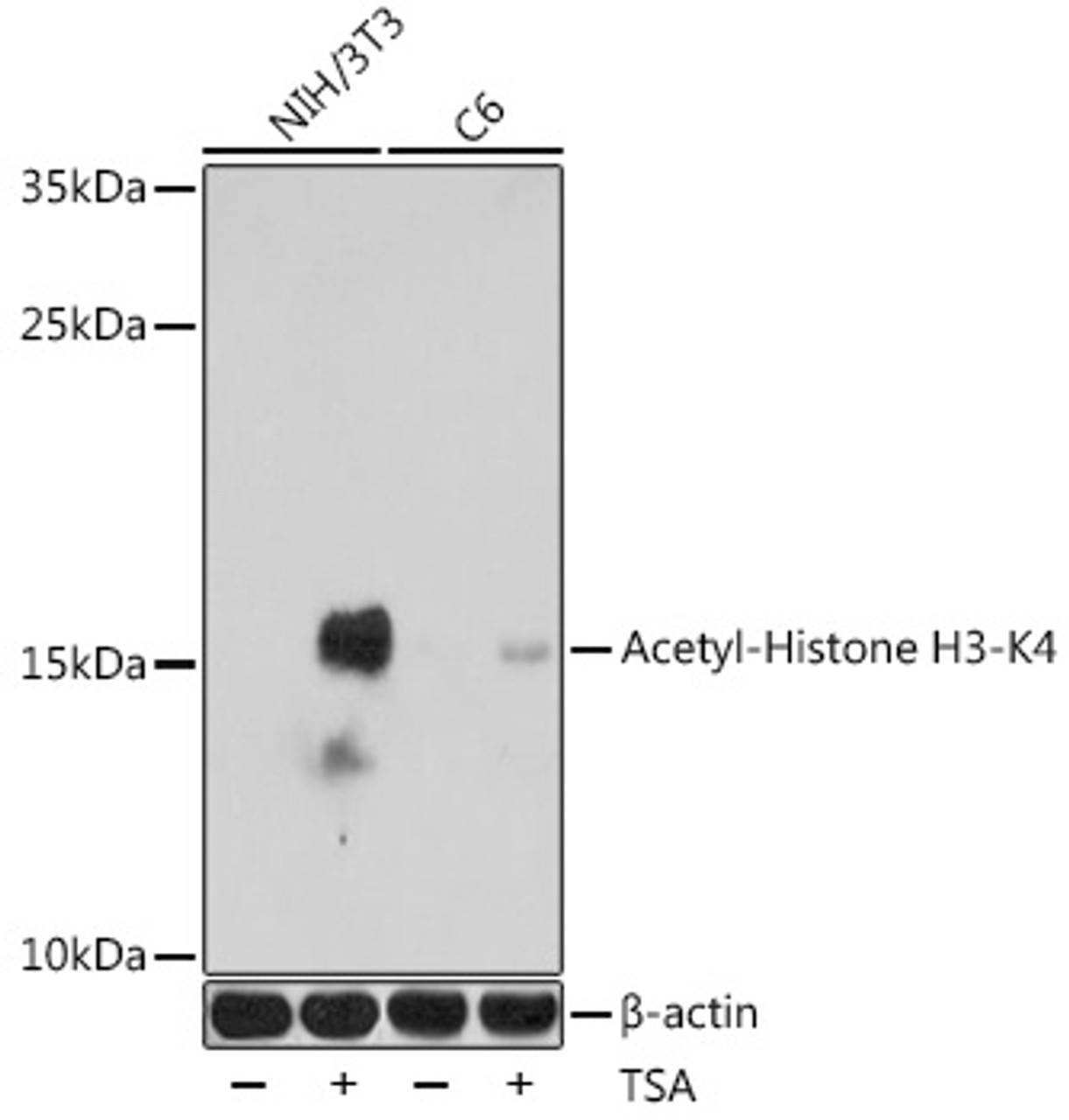 Western blot analysis of extracts of various cell lines using Acetyl-Histone H3-K4 Polyclonal Antibody at dilution of 1:1000. NIH/3T3 cells were treated by TSA (1 uM) at 37°C for 18 hours. C6 cells were treated by TSA (1 uM) at 37°C for 18 hours.
