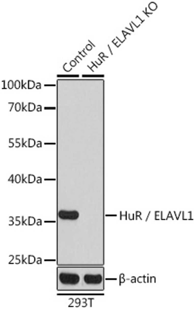 Western blot analysis of extracts from normal (control) and HuR / ELAVL1 knockout (KO) 293T cells using HuR / ELAVL1 Polyclonal Antibody at dilution of 1:1000.