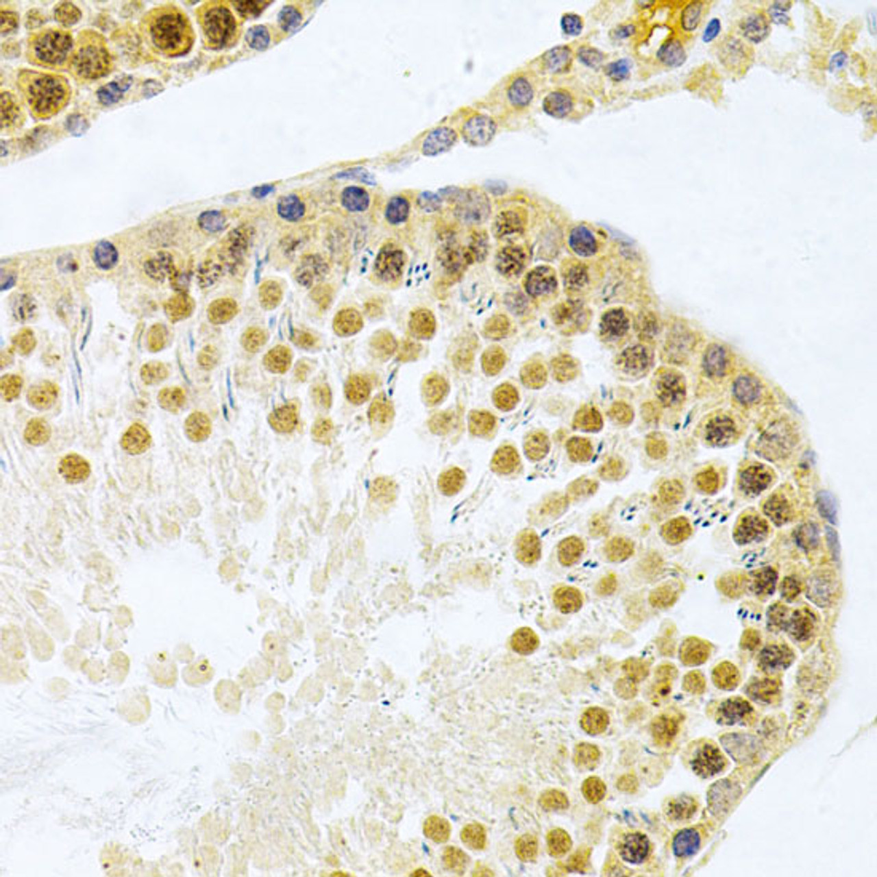 Immunohistochemistry of paraffin-embedded Rat testis using HuR / ELAVL1 Polyclonal Antibody at dilution of  1:200 (40x lens).