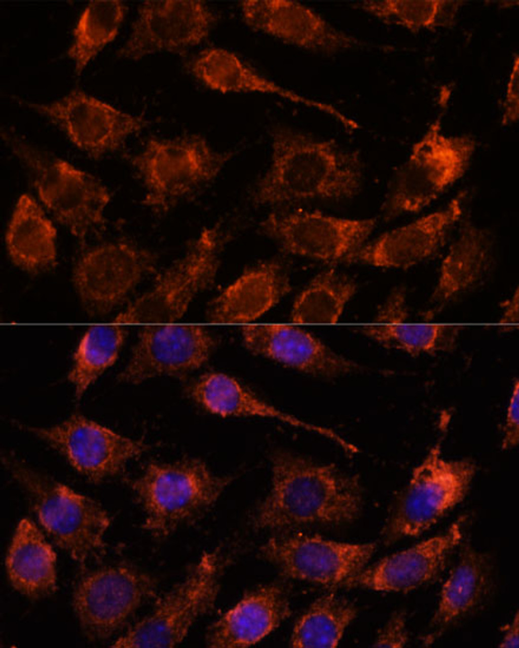 Immunofluorescence analysis of L929 cells using GPRASP1 Polyclonal Antibody at dilution of  1:100. Blue: DAPI for nuclear staining.