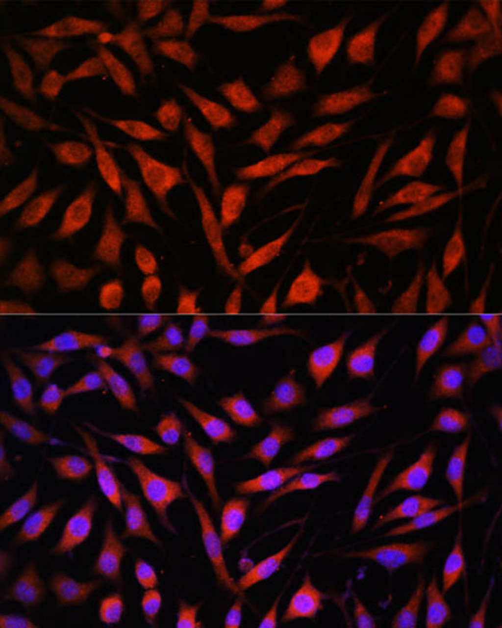 Immunofluorescence analysis of L929 cells using FBXO21 Polyclonal Antibody at dilution of  1:100. Blue: DAPI for nuclear staining.
