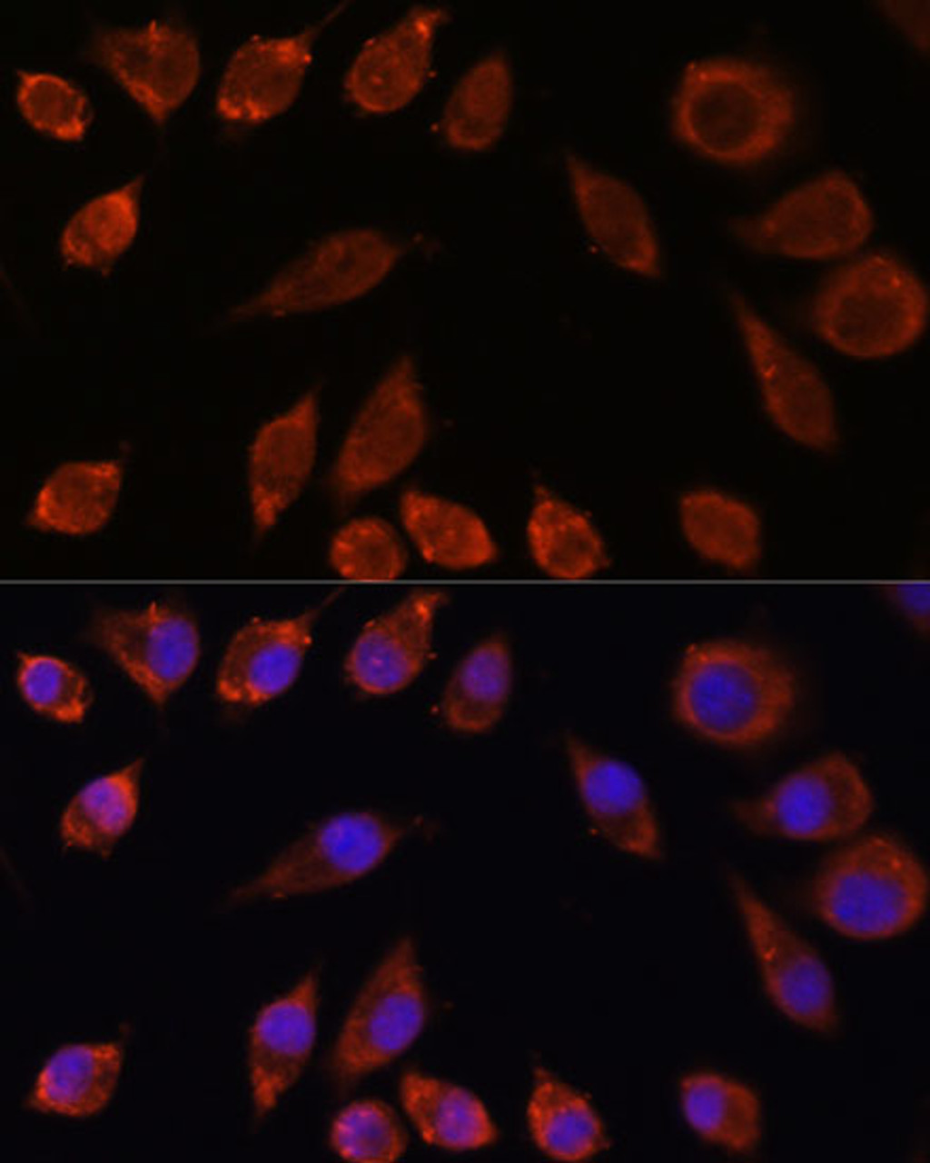 Immunofluorescence analysis of L929 cells using HPS4 Polyclonal Antibody at dilution of  1:100. Blue: DAPI for nuclear staining.