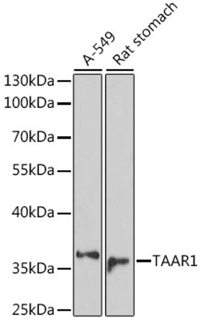 Western blot analysis of extracts of various cell lines using TAAR1 Polyclonal Antibody at dilution of 1:1000.