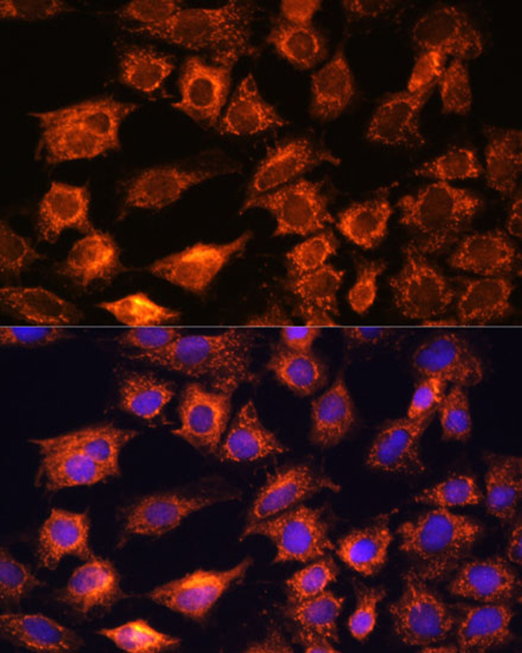 Immunofluorescence analysis of C6 cells using PTCD1 Polyclonal Antibody at dilution of  1:100. Blue: DAPI for nuclear staining.