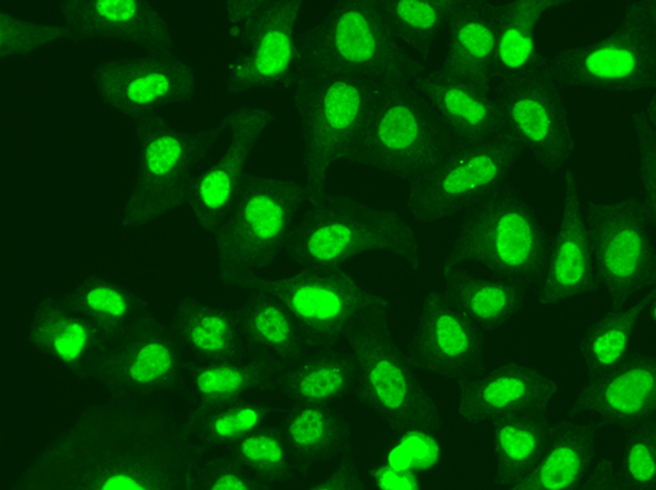Immunofluorescence analysis of A549 cells using RFC1 Polyclonal Antibody