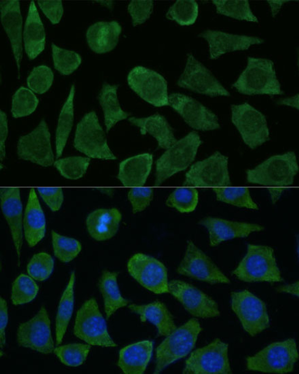 Immunofluorescence analysis of L929 cells using FKBP1B Polyclonal Antibody at dilution of  1:100 (40x lens). Blue: DAPI for nuclear staining.