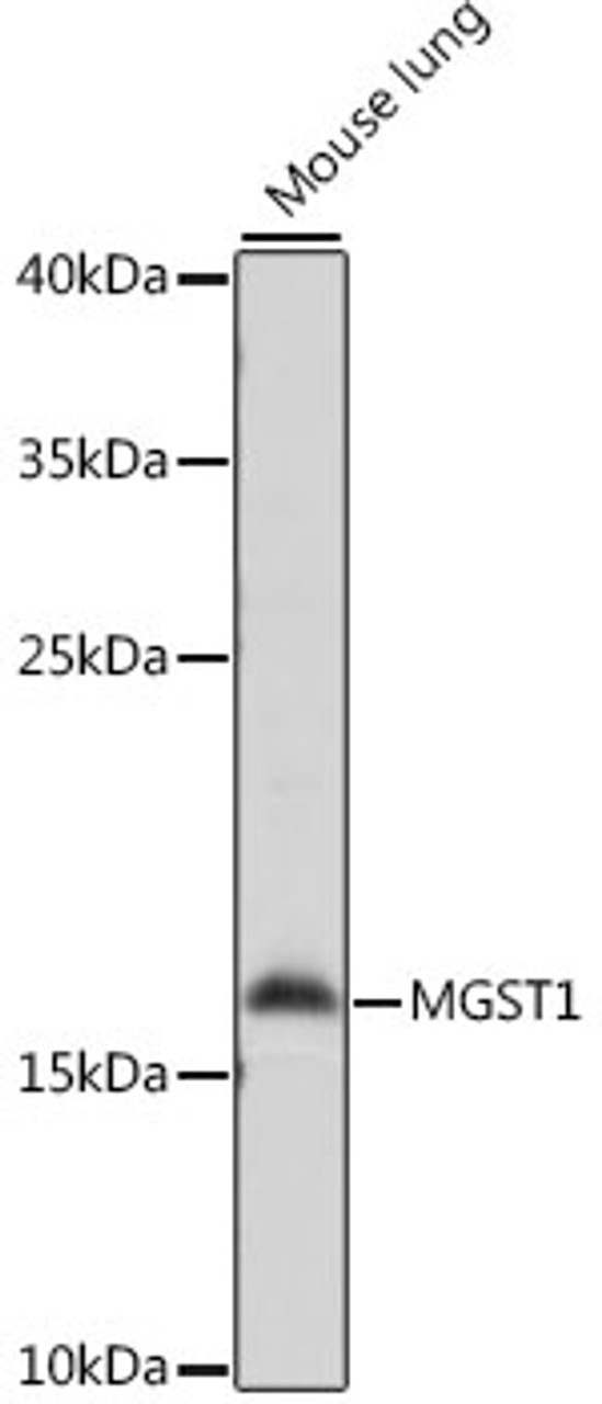 Western blot analysis of extracts of Mouse lung using MGST1 Polyclonal Antibody at dilution of 1:1000.