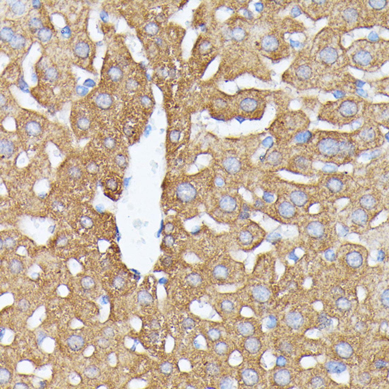 Immunohistochemistry of paraffin-embedded Mouse liver using NUBP1 Polyclonal Antibody at dilution of  1:100 (40x lens).