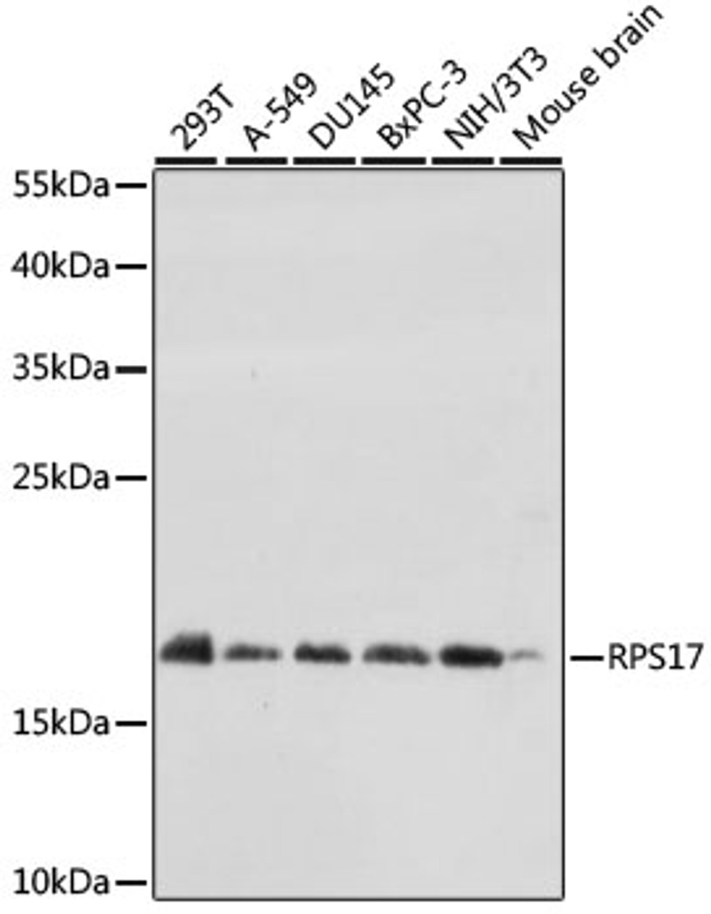 Western blot analysis of extracts of various cell lines using RPS17 Polyclonal Antibody at dilution of 1:1000.