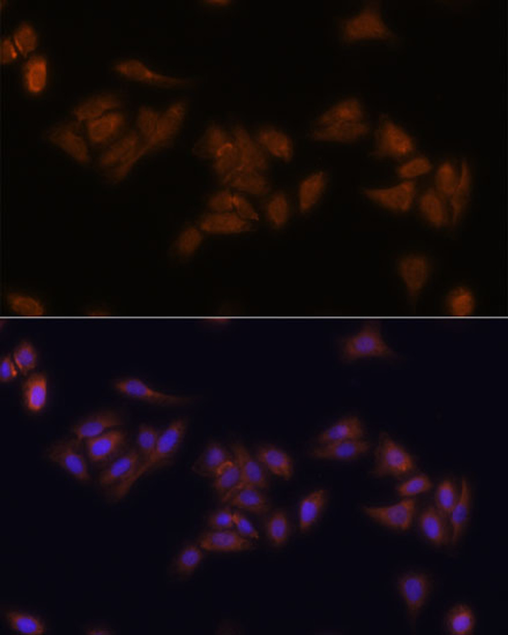 Immunofluorescence analysis of U-2 OS cells using RPS17 Polyclonal Antibody at dilution of  1:100. Blue: DAPI for nuclear staining.