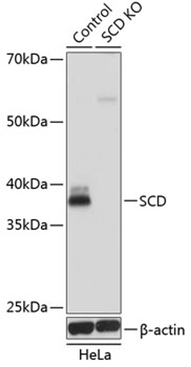 Western blot analysis of extracts from normal (control) and SCD knockout (KO) HeLa cells using SCD Polyclonal Antibody at dilution of 1:1000.