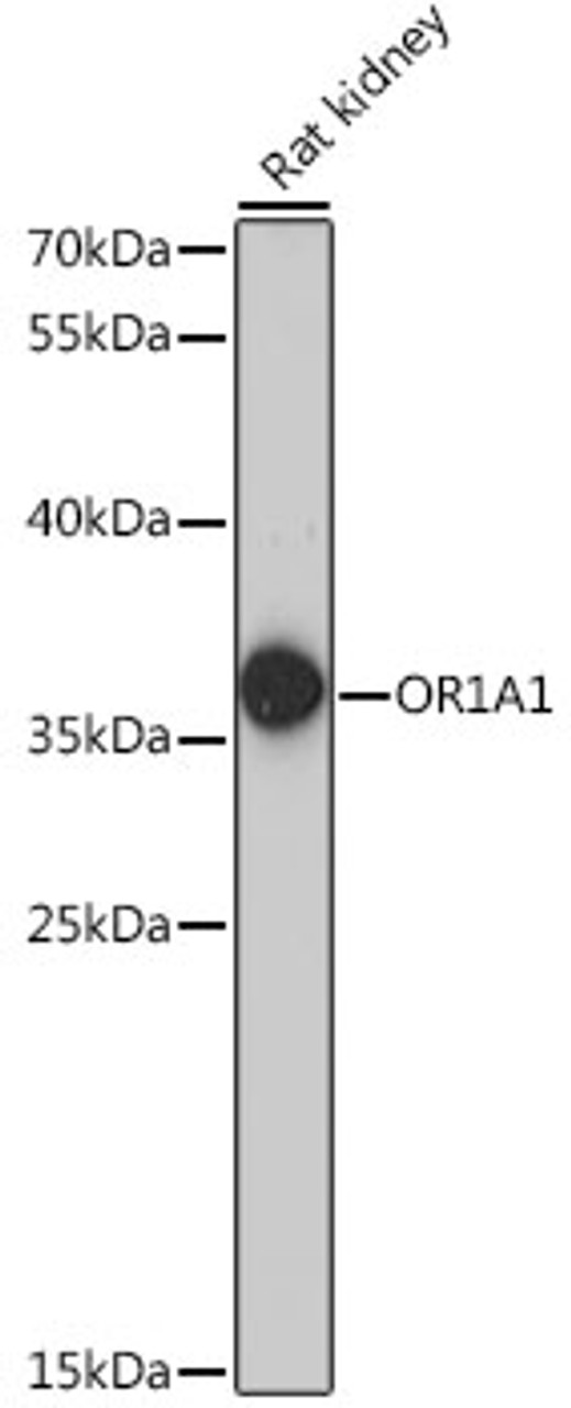 Western blot analysis of extracts of Rat kidney using OR1A1 Polyclonal Antibody at dilution of 1:1000.