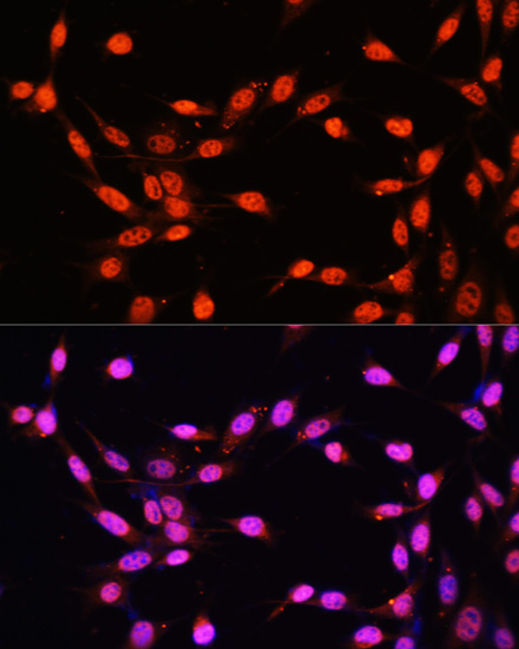 Immunofluorescence analysis of NIH/3T3 cells using KLF2 Polyclonal Antibody at dilution of  1:100. Blue: DAPI for nuclear staining.