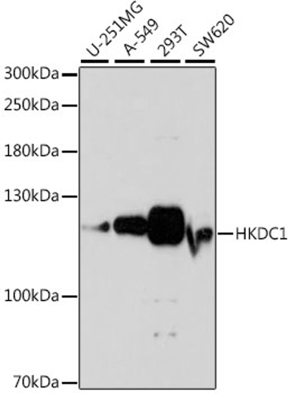 Western blot analysis of extracts of various cell lines using HKDC1 Polyclonal Antibody at dilution of 1:1000.