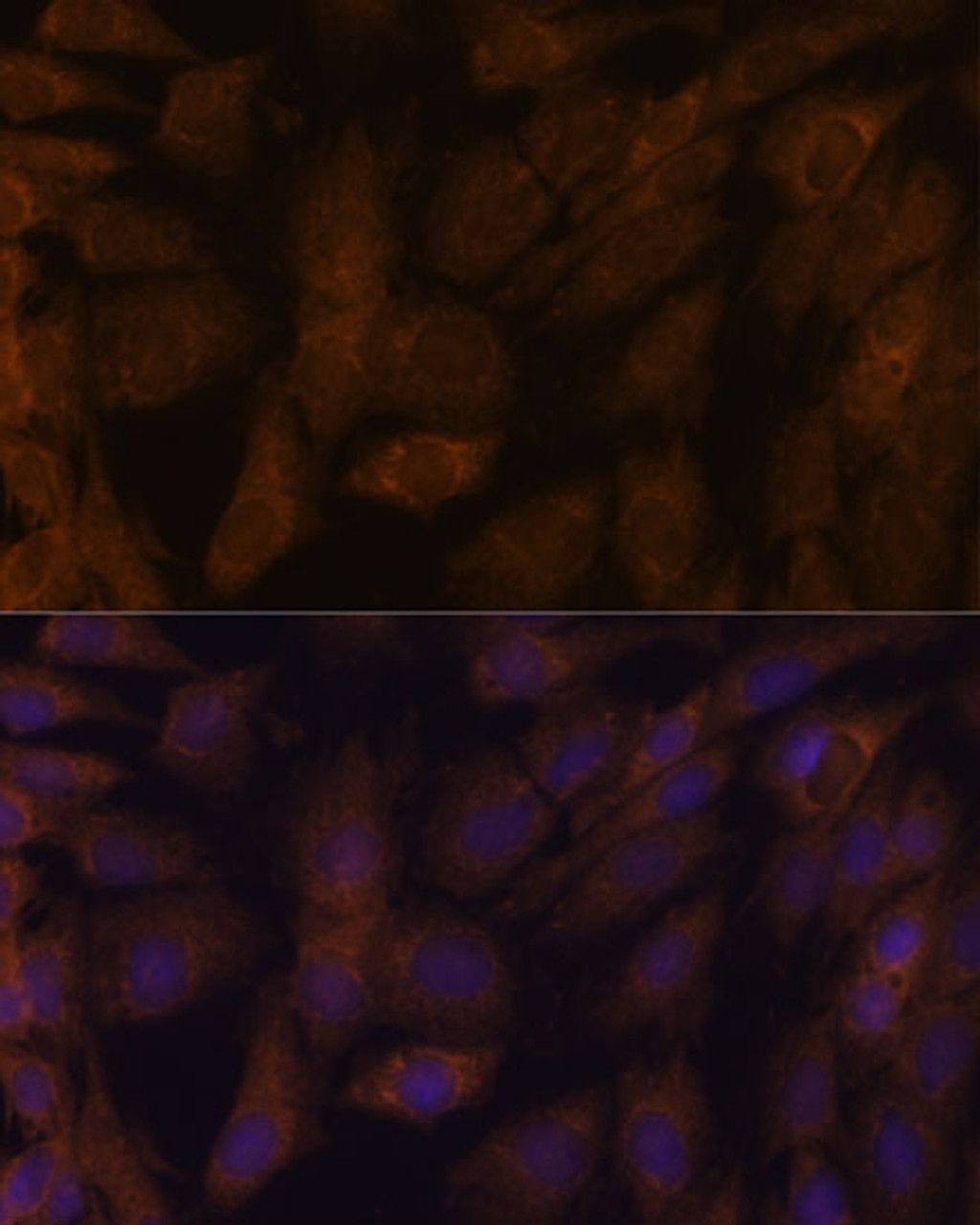 Immunofluorescence analysis of C6 cells using TXNRD1 Polyclonal Antibody at dilution of  1:100. Blue: DAPI for nuclear staining.