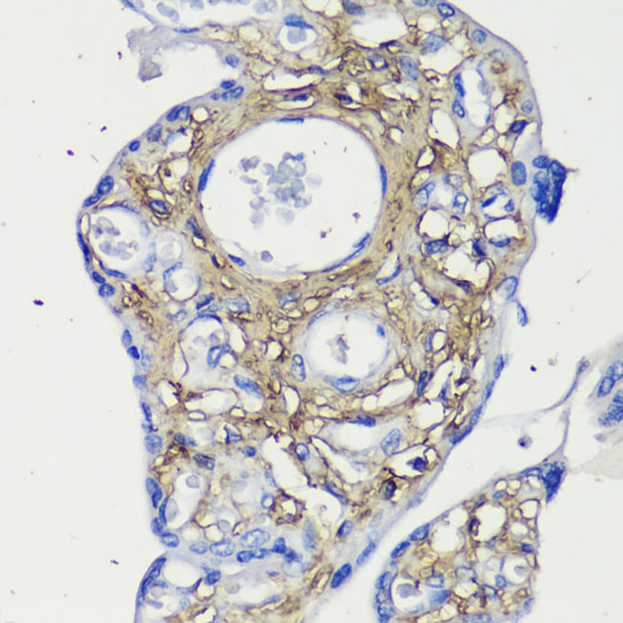 Immunohistochemistry of paraffin-embedded Human placenta using Decorin Polyclonal Antibody at dilution of  1:200 (40x lens).