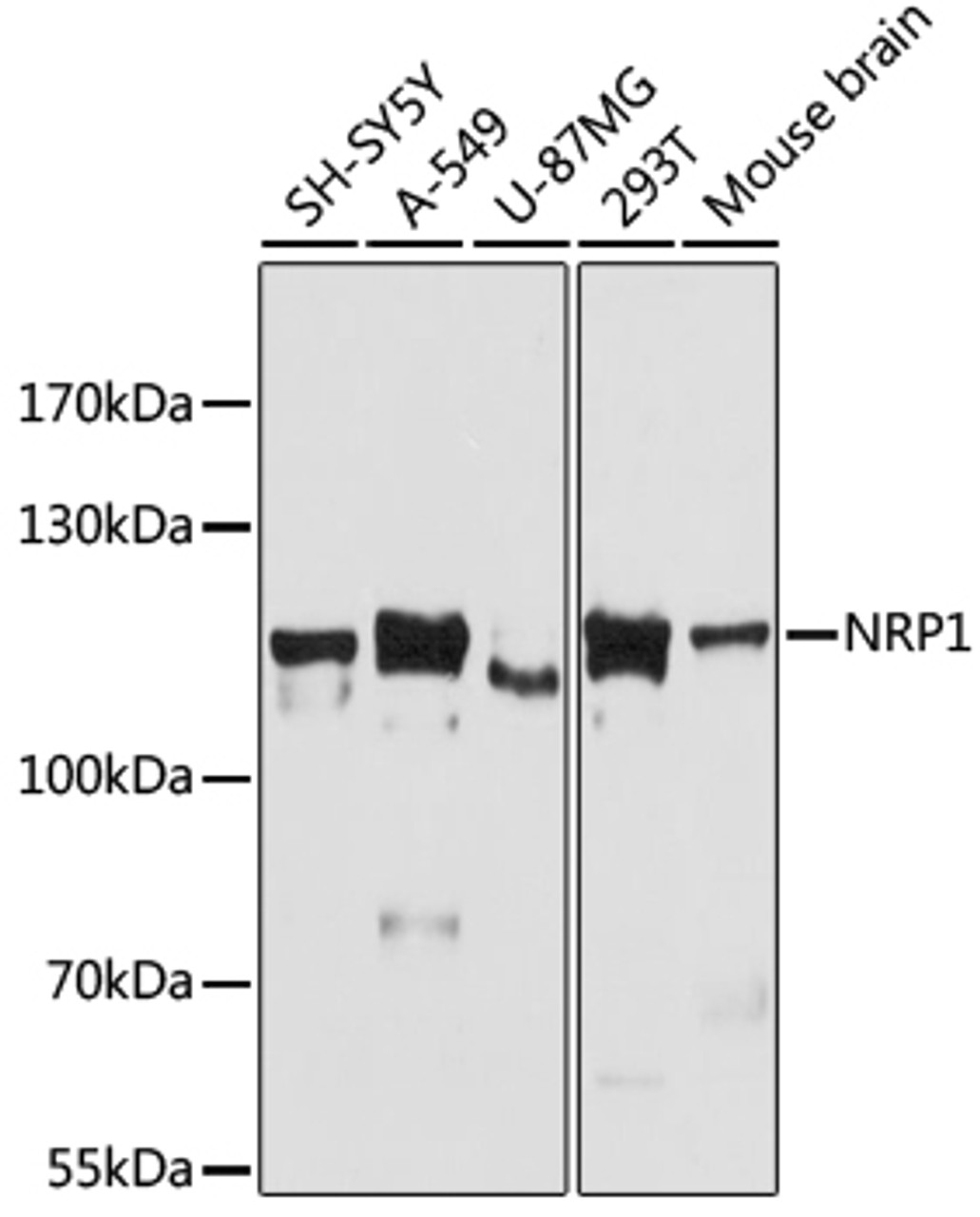 Western blot analysis of extracts of various cell lines using NRP1 Polyclonal Antibody at dilution of 1:3000.