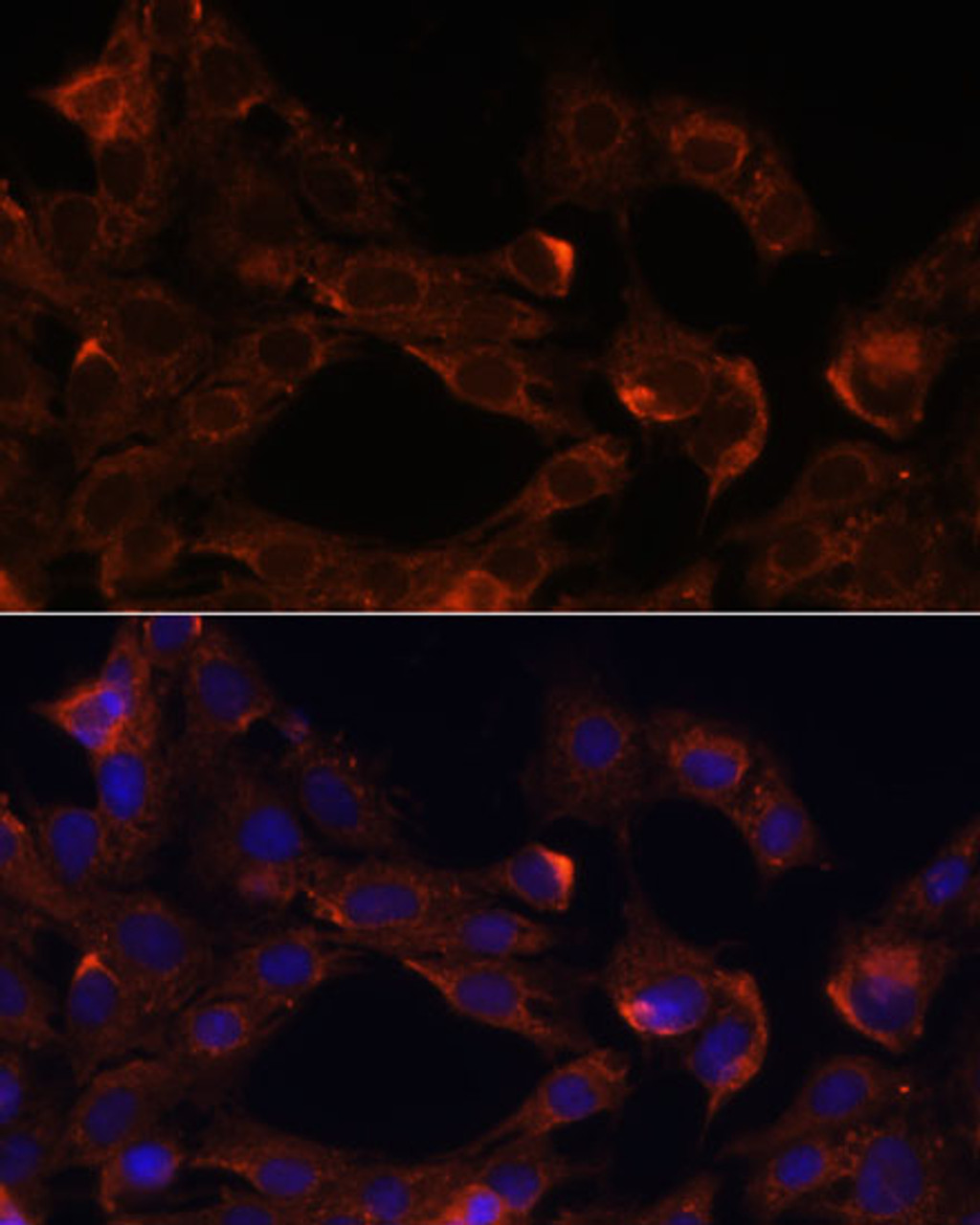 Immunofluorescence analysis of C6 cells using NRP1 Polyclonal Antibody at dilution of  1:100. Blue: DAPI for nuclear staining.