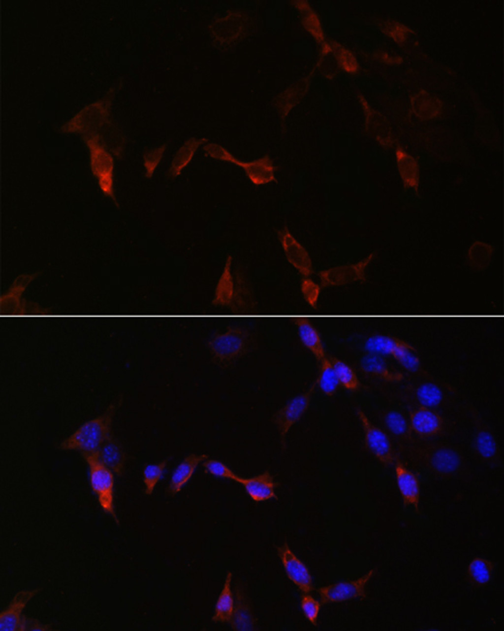 Immunofluorescence analysis of NIH/3T3 cells using PLA2G5 Polyclonal Antibody at dilution of  1:100. Blue: DAPI for nuclear staining.