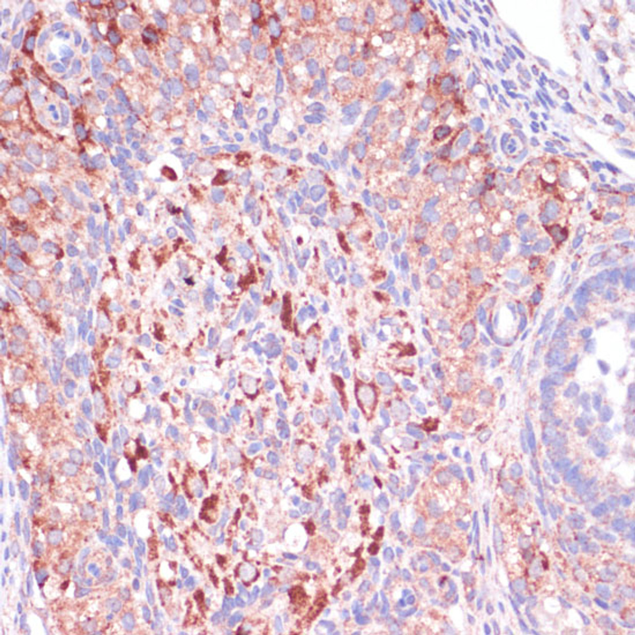 Immunohistochemistry of paraffin-embedded Rat ovary using WNT10B Polyclonal Antibody at dilution of  1:100 (40x lens).