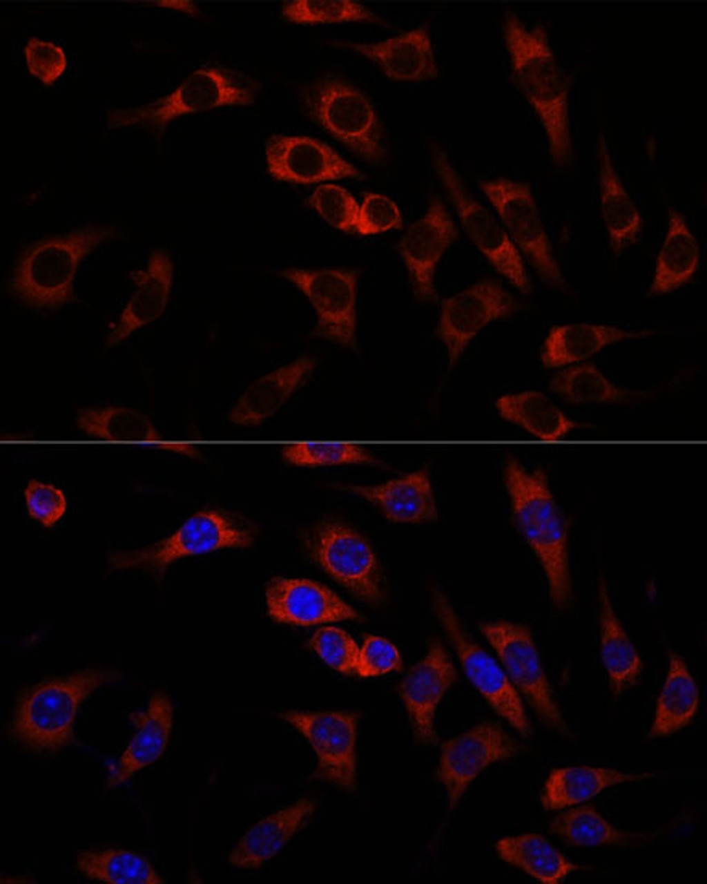 Immunofluorescence analysis of L929 cells using WNT10B Polyclonal Antibody at dilution of  1:100. Blue: DAPI for nuclear staining.