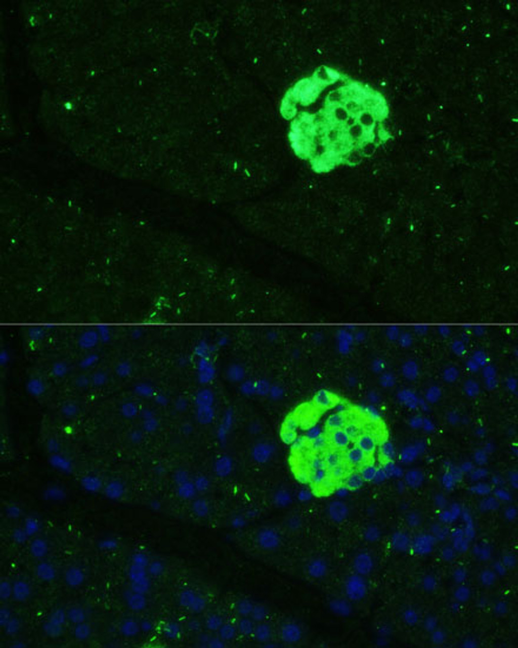 Immunofluorescence analysis of Mouse pancreas using SFRP5 Polyclonal Antibody at dilution of  1:100 (40x lens). Blue: DAPI for nuclear staining.