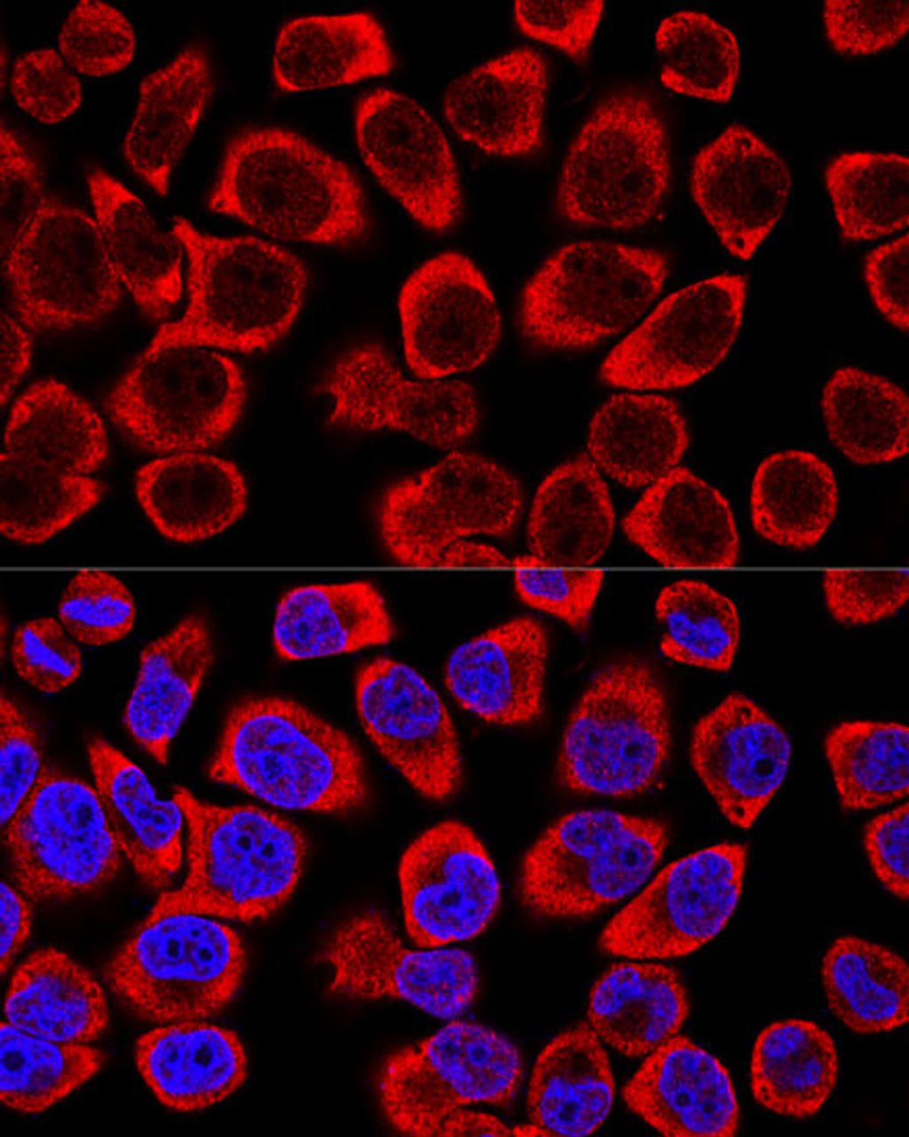 Confocal immunofluorescence analysis of Hela cells using MAPK1/MAPK3 Polyclonal Antibody at dilution of  1:200. Blue: DAPI for nuclear staining.