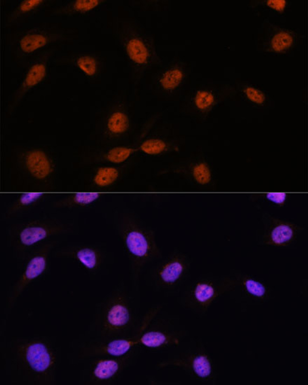 Immunofluorescence analysis of U-2 OS cells using SRSF7 Polyclonal Antibody at dilution of  1:100. Blue: DAPI for nuclear staining.