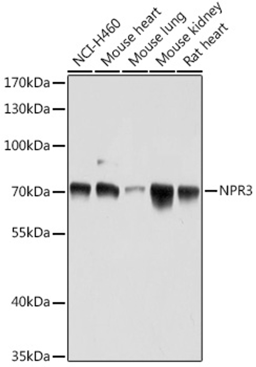 Western blot analysis of extracts of various cell lines using NPR3 Polyclonal Antibody at dilution of 1:1000.
