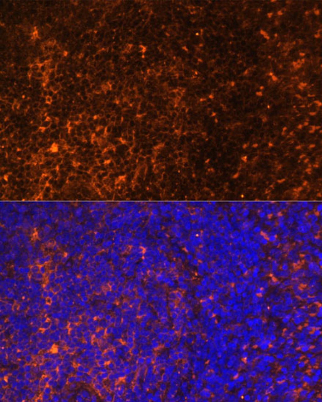 Immunofluorescence analysis of Rat spleen using CCL19 Polyclonal Antibody at dilution of  1:100 (40x lens). Blue: DAPI for nuclear staining.