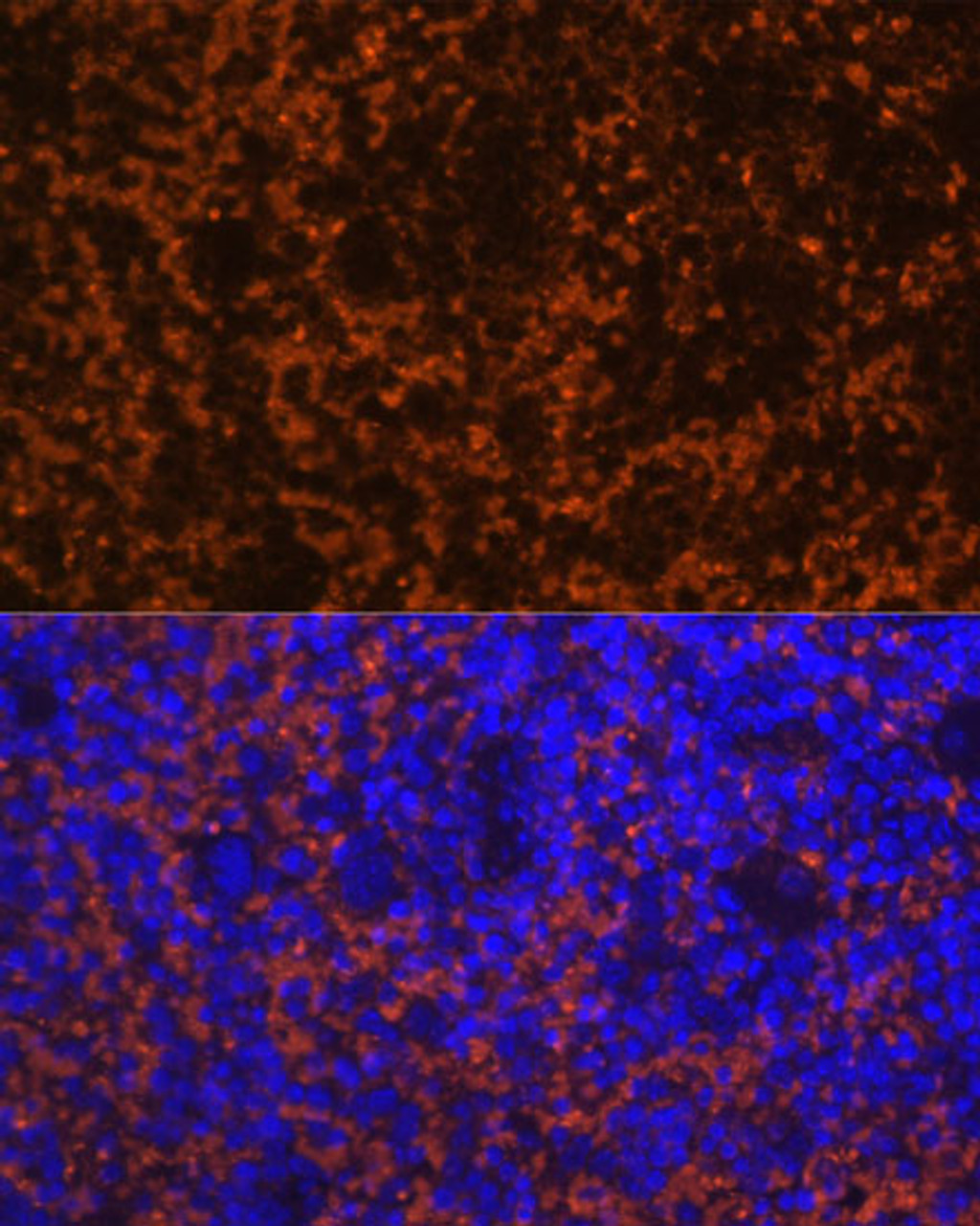 Immunofluorescence analysis of Mouse spleen using CCL19 Polyclonal Antibody at dilution of  1:100 (40x lens). Blue: DAPI for nuclear staining.