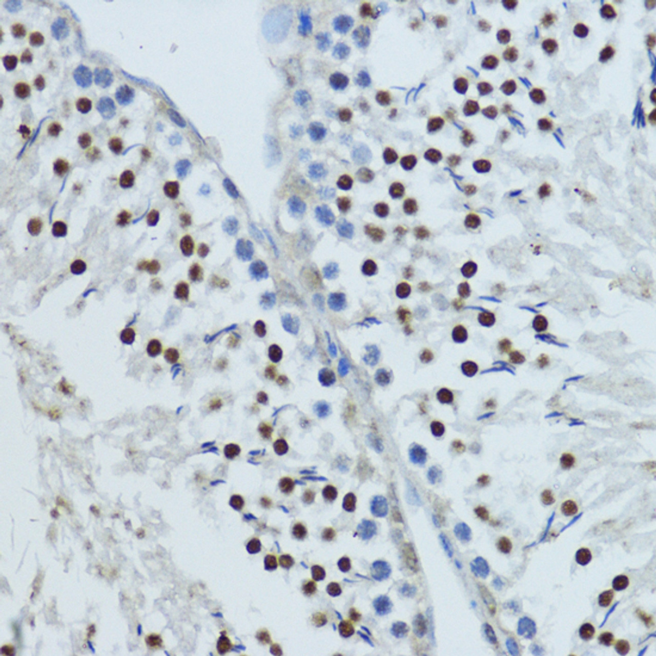 Immunohistochemistry of paraffin-embedded Rat testis using NR1I3 Polyclonal Antibody at dilution of  1:200 (40x lens).