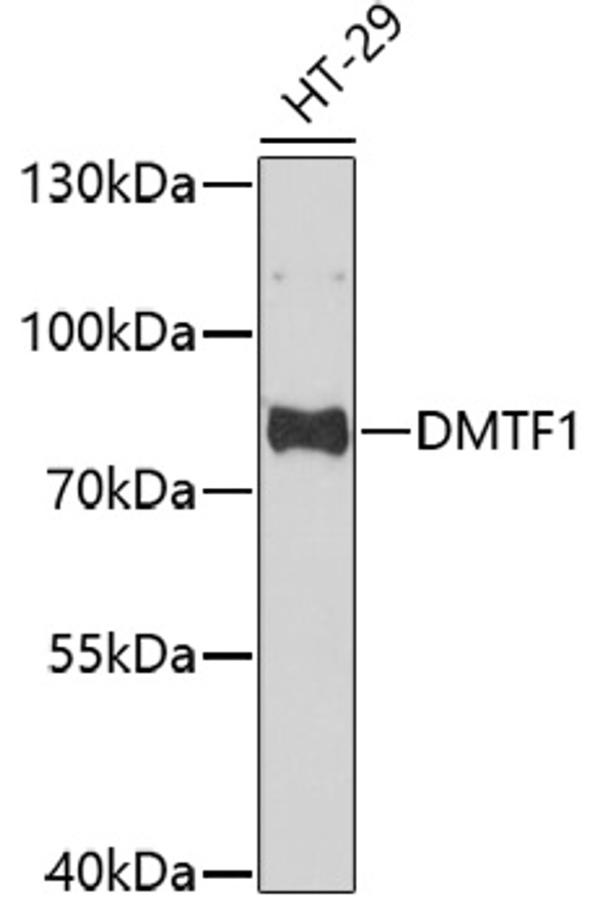 Western blot analysis of extracts of HT-29 cells using DMTF1 Polyclonal Antibody at dilution of 1:1000.
