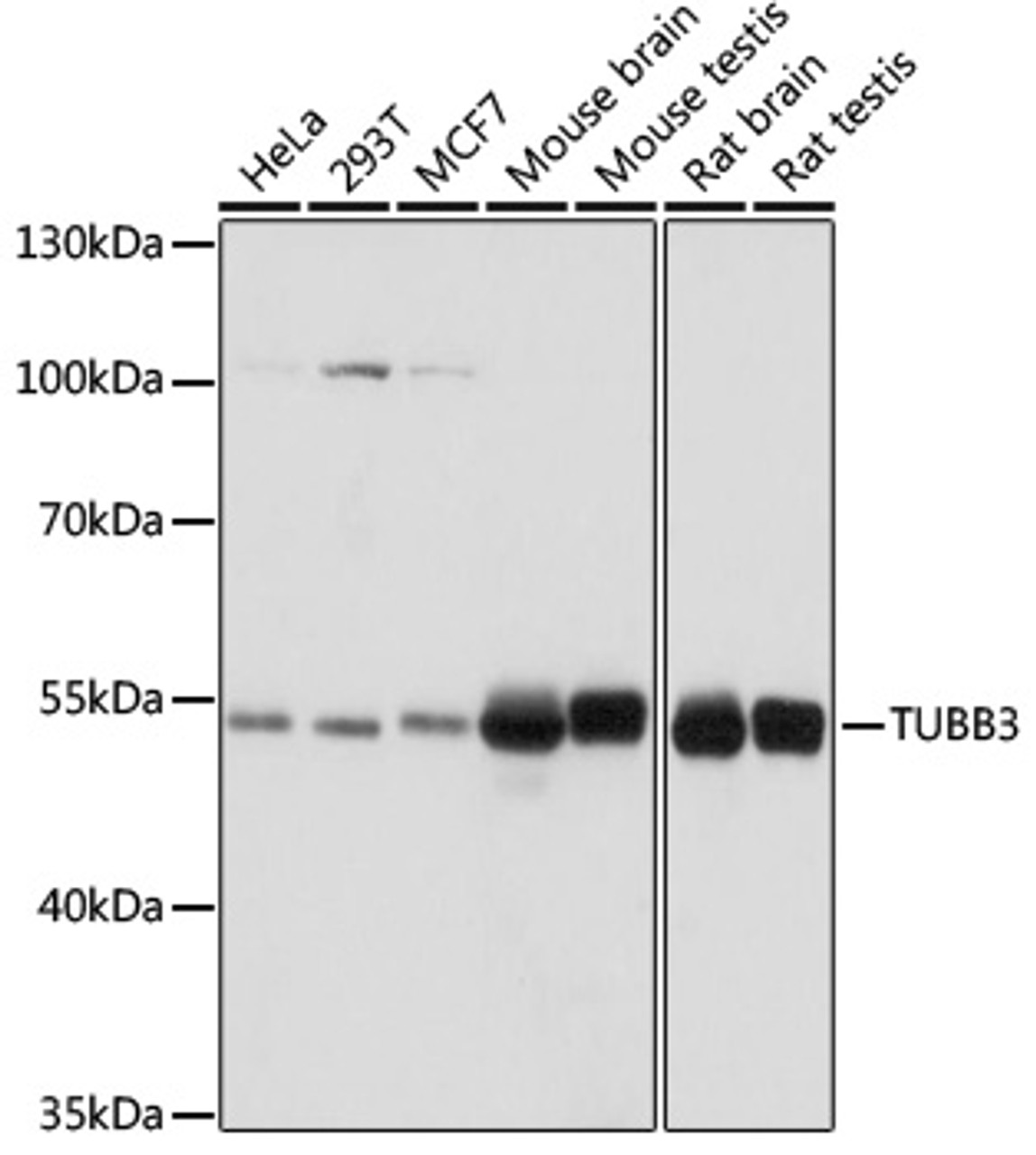 Western blot analysis of extracts of various cell lines using TUBB3 Polyclonal Antibody at dilution of 1:1000.